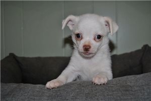 James - Chihuahua for sale