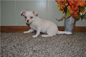 James - Chihuahua for sale