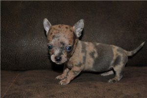Carmela - puppy for sale