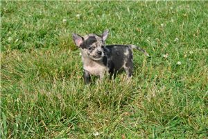 Carla - Chihuahua for sale
