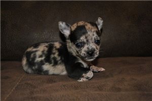 Carla - puppy for sale