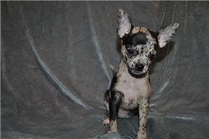 Carla - Chihuahua for sale