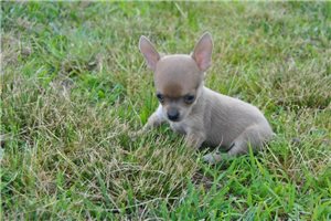 Cash - Chihuahua for sale
