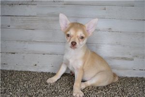 Avery - Chihuahua for sale