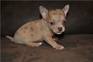Carol - puppy for sale