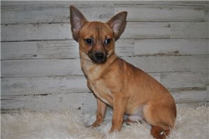 Alexander - Chihuahua for sale
