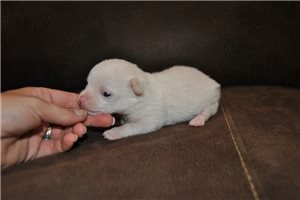 James - Chihuahua for sale