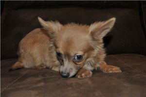 Kuzco - Chihuahua for sale