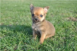 Sapphire - Chihuahua for sale