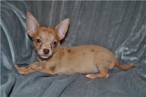 Carol - Chihuahua for sale