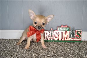 Dino - Chihuahua for sale