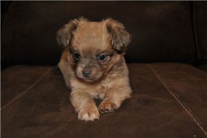 Nedra - Chihuahua for sale