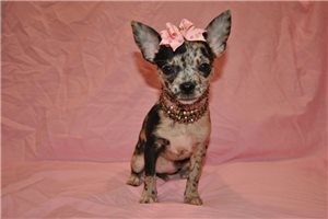 Carla - Chihuahua for sale