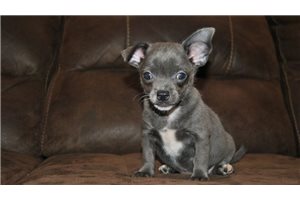 Carter - Chihuahua for sale