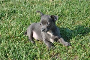 Carter - Chihuahua for sale