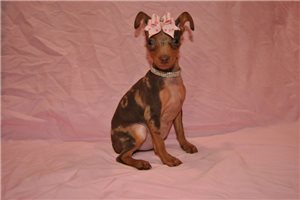 Betsy - Miniature Pinscher for sale