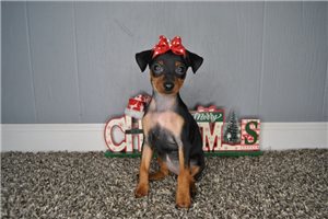 Cathleen - Miniature Pinscher for sale