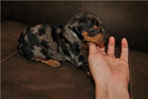 Mana - Miniature Pinscher for sale