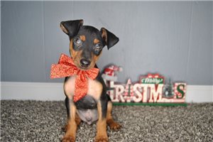Colton - Miniature Pinscher for sale