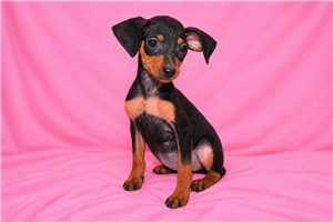 Penelope - Miniature Pinscher for sale