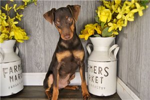 Aether - Miniature Pinscher for sale