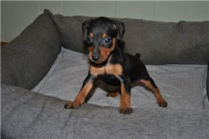 Penelope - puppy for sale