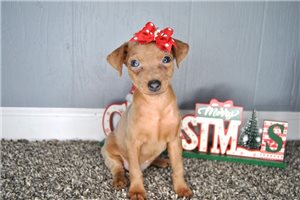 Daisy - Miniature Pinscher for sale