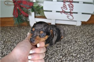 Apollo - Miniature Pinscher for sale