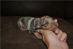 Overton - Miniature Pinscher for sale