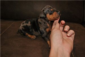 Mandela - Miniature Pinscher for sale