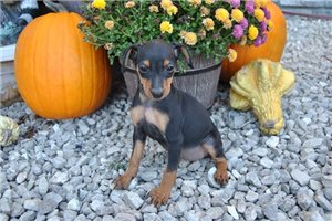 Lexi - Miniature Pinscher for sale