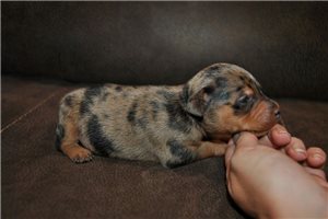 Otto - Miniature Pinscher for sale