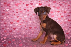 Achilles - Miniature Pinscher for sale