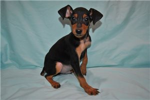 Preston - Miniature Pinscher for sale