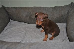 Peter - Miniature Pinscher for sale