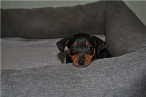 Latka - Miniature Pinscher for sale