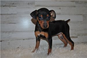 Madison - Miniature Pinscher for sale