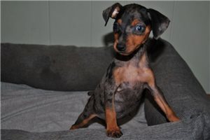 Maia - Miniature Pinscher for sale