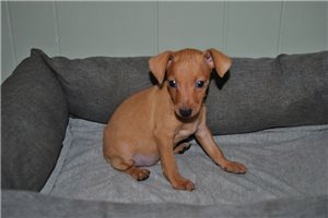 Manny - Miniature Pinscher for sale