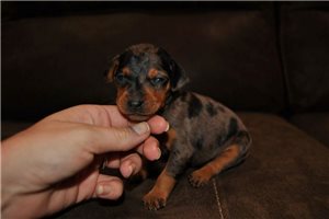 Maia - Miniature Pinscher for sale
