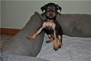 Pongo - puppy for sale