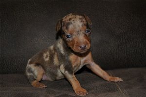 Betsy - puppy for sale