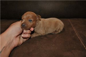 Owen - Miniature Pinscher for sale