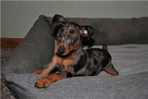 Laser - Miniature Pinscher for sale