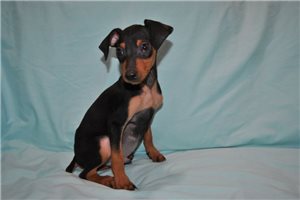 Phillip - Miniature Pinscher for sale