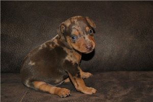 Beau - puppy for sale