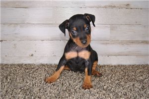 Delta - puppy for sale