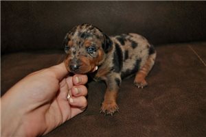 Laser - Miniature Pinscher for sale