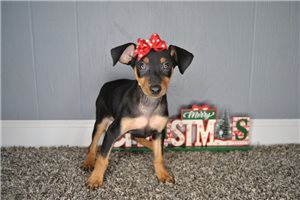 Callie - Miniature Pinscher for sale