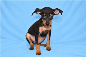 Pongo - Miniature Pinscher for sale